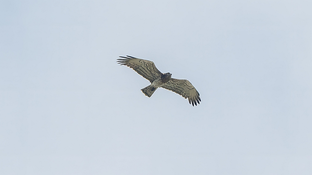 Short-toed Snake Eagle